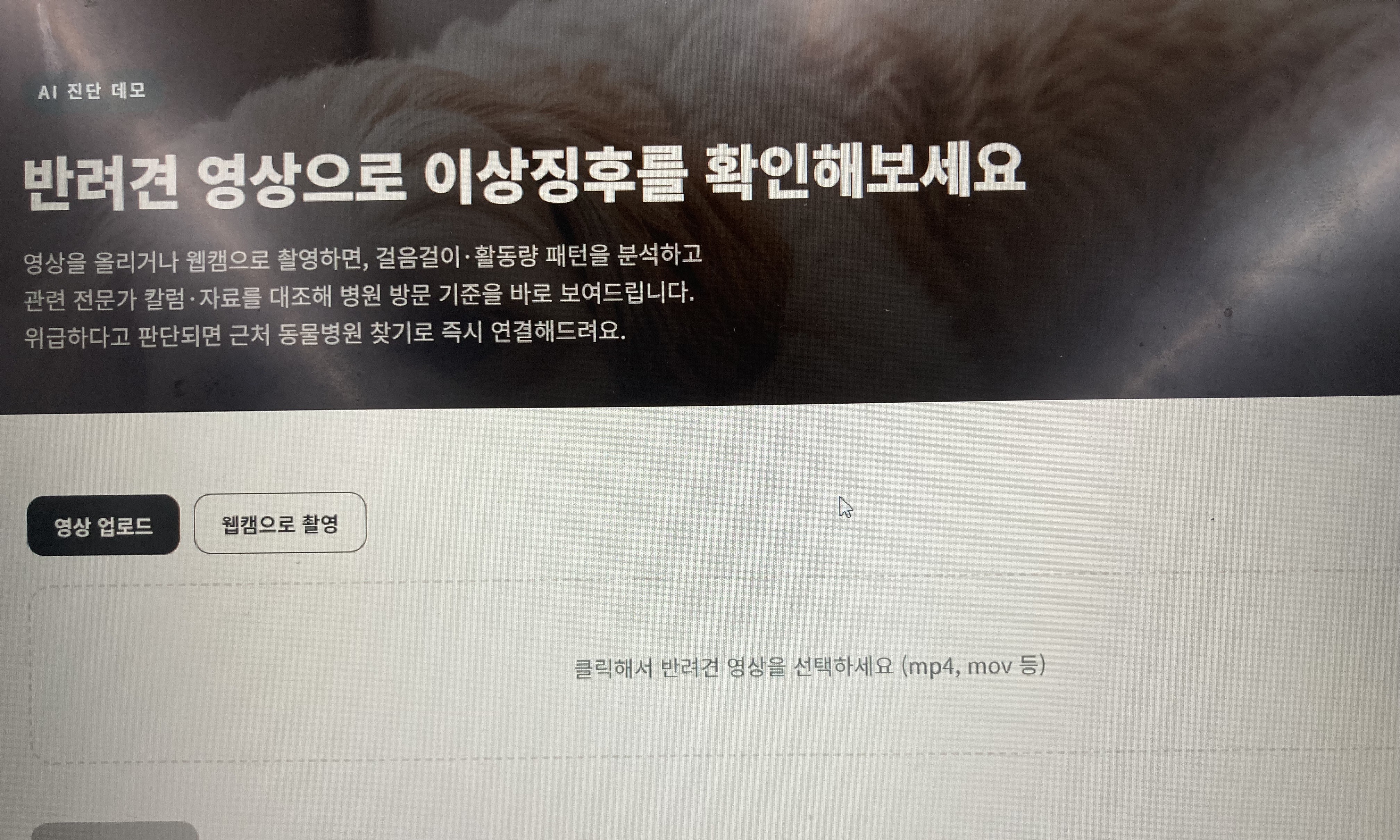 AI 진단 데모 — 반려견 영상 업로드 화면